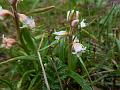 Few Flowered Colic-Root